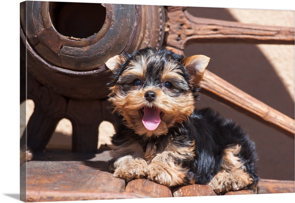 Yorkshire Terrier Puppy laying by wooden wheel.