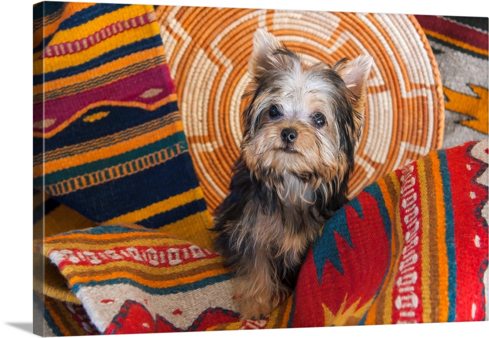 Yorkshire Terrier sitting on Southwestern blankets