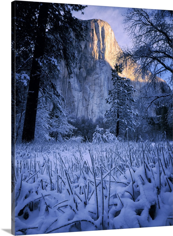 Yosemite National Park, California. USA. Morning light on El Capitan above fresh snow on sedges. Yosemite Valley. Sierra N...