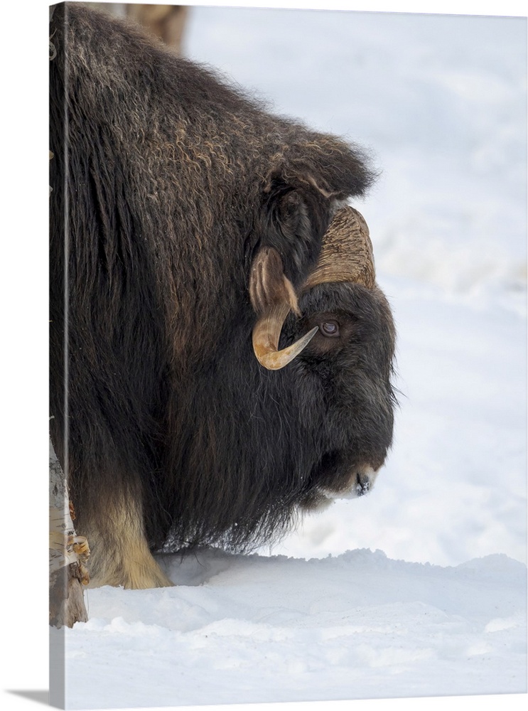 Young bull muskox in deep snow during winter. Scandinavia, Norway, Bardu, Polar Park.