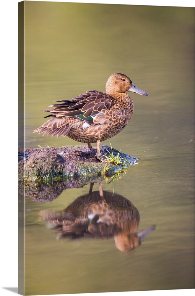 USA, Wyoming, Sublette County, a Cinnamon Teal rests on a mud flat in a small pond.