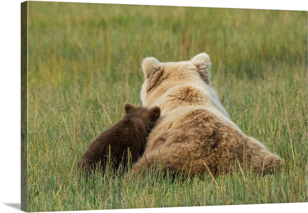 Young coastal grizzly cub (Ursus arctos) leans against its mother while resting in a meadow. Lake Clark National Park, Ala...