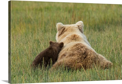 Young Coastal Grizzly Cub Leans Against Its Mother While Resting In A Meadow, Alaska