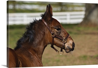 Young colt, Kentucky Horse Park, Lexington, Kentucky