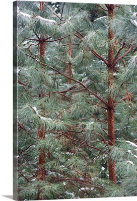 Young Ponderosa Pine trees covered with snow, Yosemite National Park, California