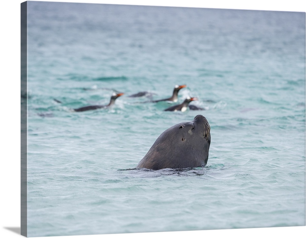 Young southern sea lion bull hunting for Gentoo penguins. The hunt happens on the beach not in water, Falkland Islands.