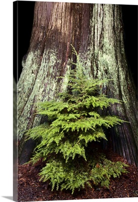 Young western hemlock, and western red cedar, Stanley Park, British Columbia