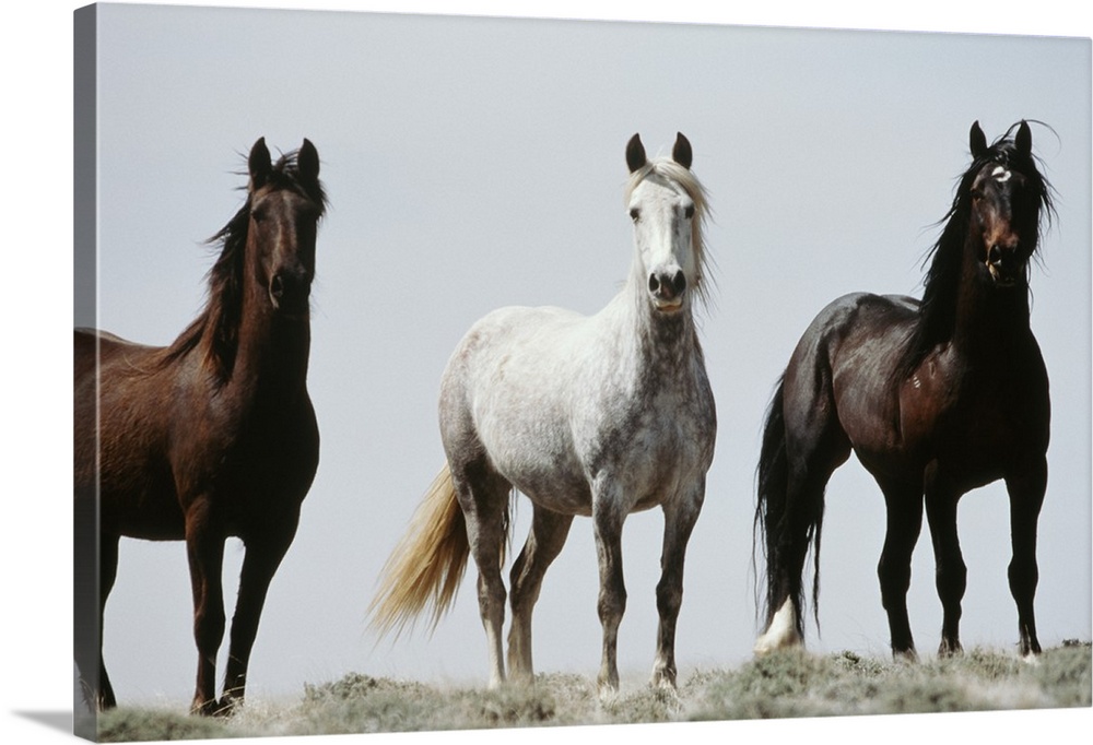 Wyoming, Young wild stallions at head of Alkali Creek near Cyclone Rim, near Continental Divide.