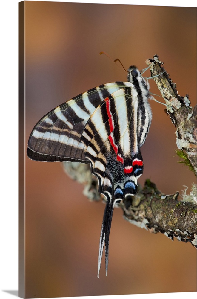 Zebra Swallowtail Butterfly.