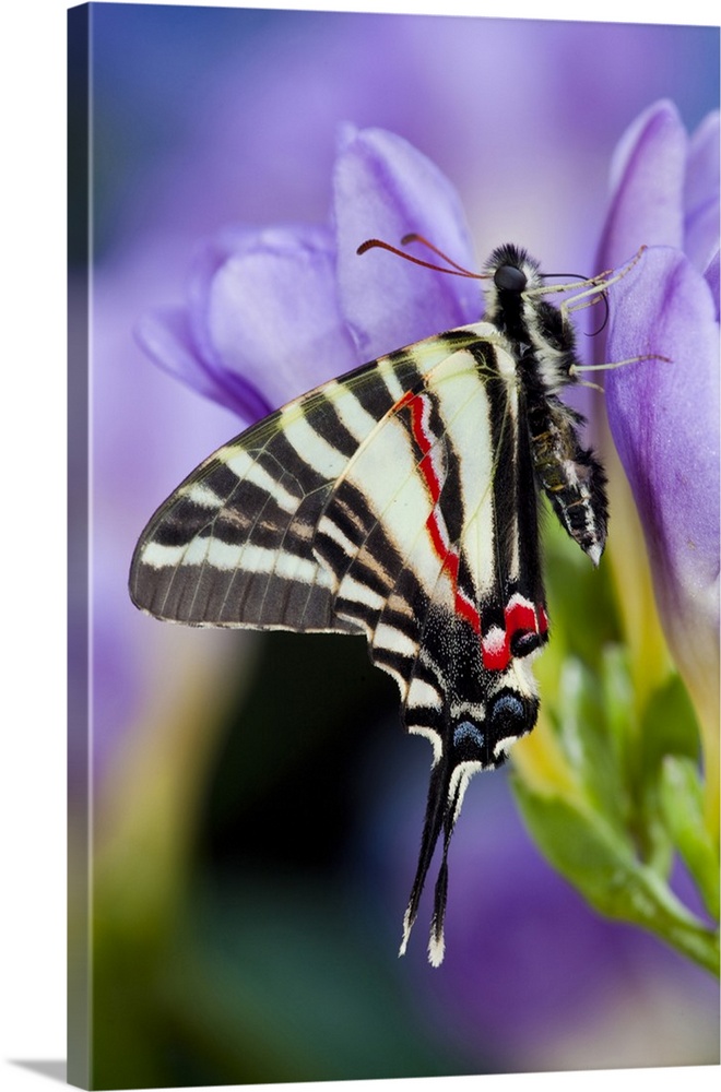 Zebra Swallowtail, North American Swallowtail Butterfly.
