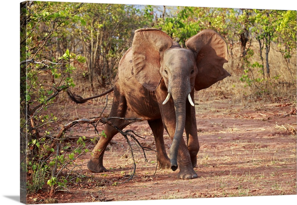 Africa, Zimbabwe, Bumi Hills. Elephants of Matusadona Park.