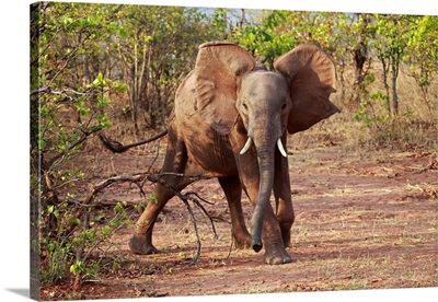 Zimbabwe, Bumi Hills, Elephants of Matusadona Park