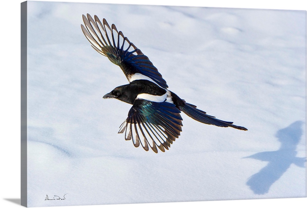 A Black-billed Magpie (Pica pica) in flight with its shadow on snow in Dinosaur Provincial Park, Brooks, Alberta, Canada.