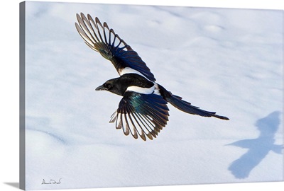 A Black-Billed Magpie Chased By Its Shadow