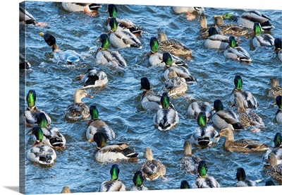 A Raft Of Mallard Ducks In Winter On Lake Ontario, Canada