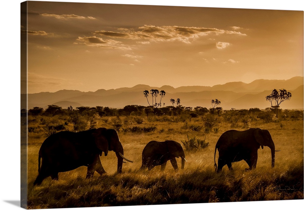 African Elephants (Loxodonta africana), parading at sunset in Meru National Park, Kenya.