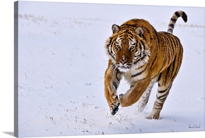 Amur Tiger On The Run