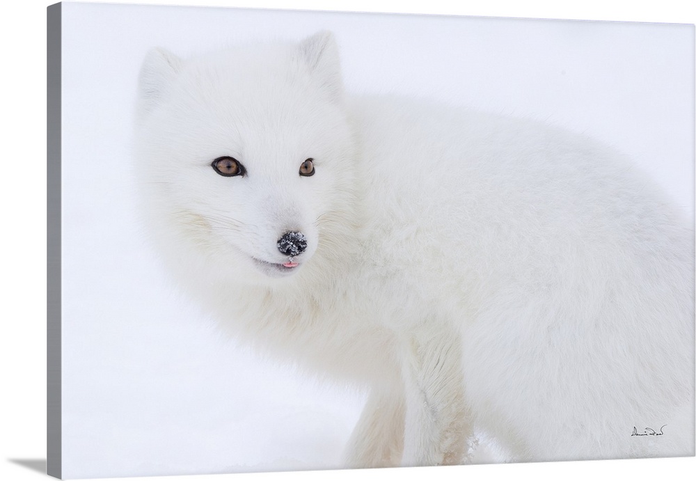 Arctic fox smiling in a snowy and foggy setting.