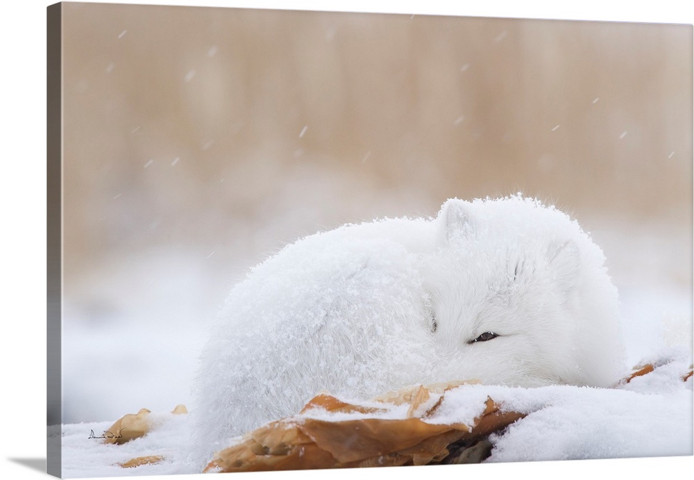 Arctic Fox (Vulpes lagopus) curled up in a snowstorm, Churchill, Manitoba, Canada.