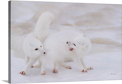 Arctic Foxes In A Bonding Dance