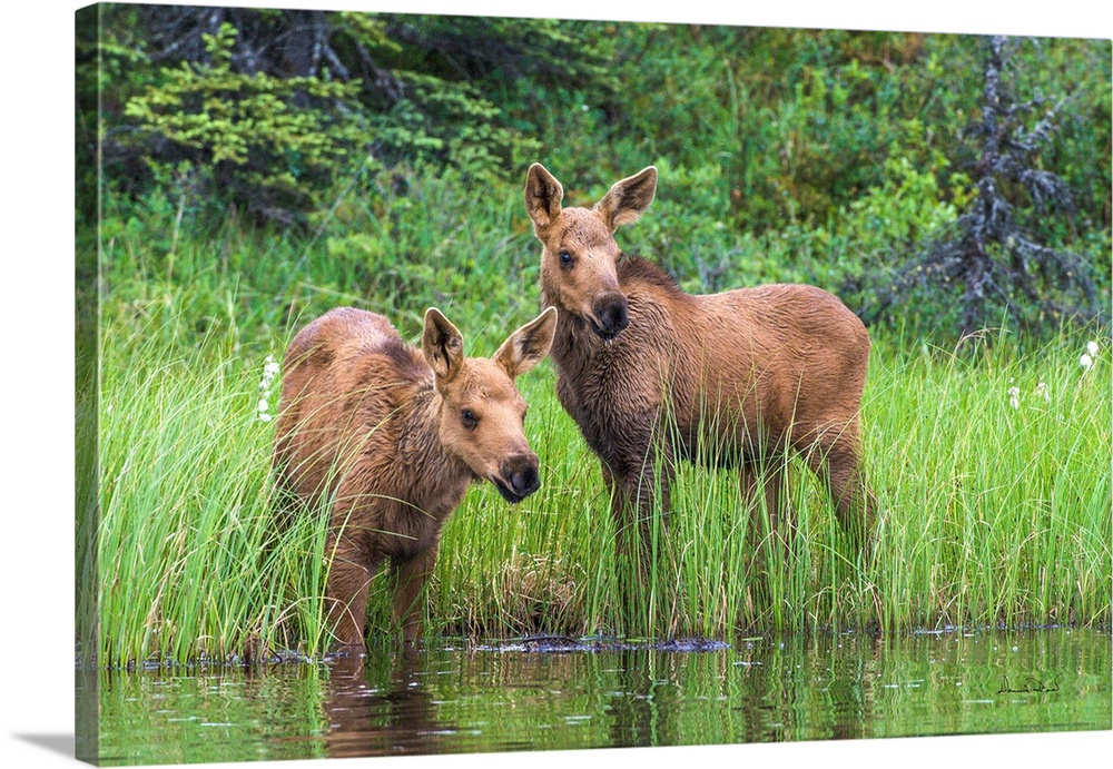 Twin baby moose watching anxiously as mother feeds in the deeper water of a tundra pond, Denali National Park, Alaska, USA.