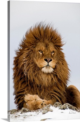 Barbary Lion In Regal Pose