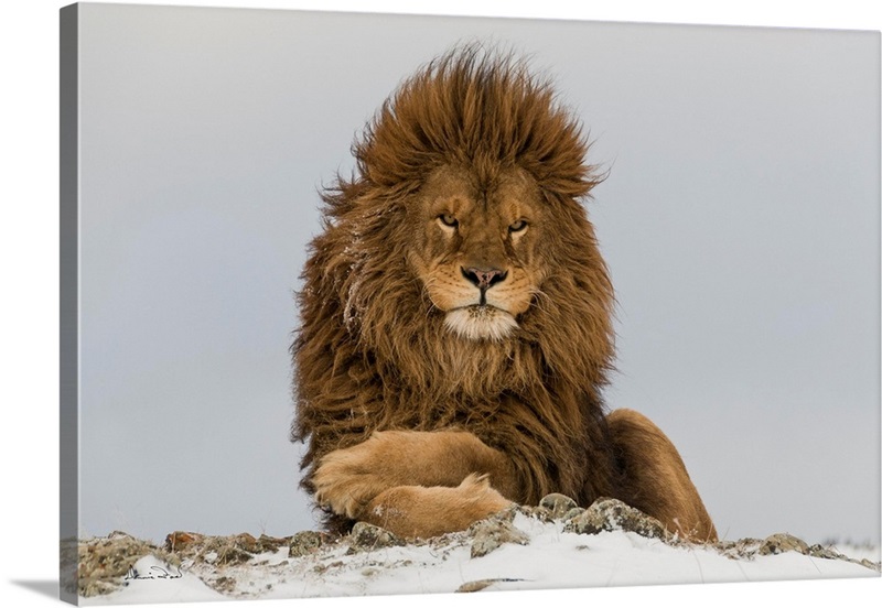 Barbary Lion With Approaching Snow Storm Wall Art, Canvas Prints