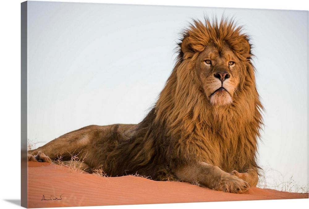 Magnificent and rare captive male Barbary lion (Panthera leo leo), posing regally in Monument Valley, Arizona, USA. Native...