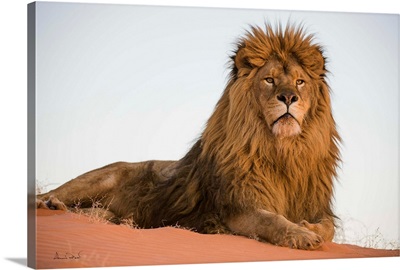 Barbary Lion King Of The Desert