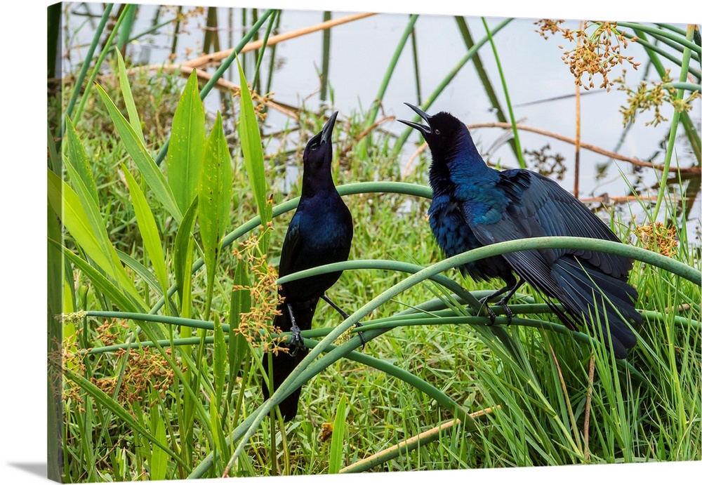 BOAT-TAILED GRACKLE (Quiscalus major) displays its form and color in the Viera Wetlands, Florida, USA.