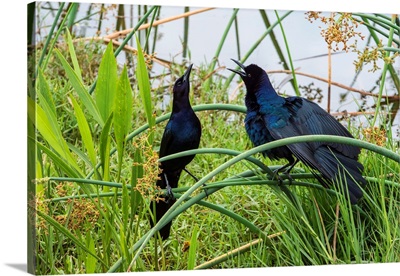 Boat-Tailed Grackles Vie For Territory In Amazing Display