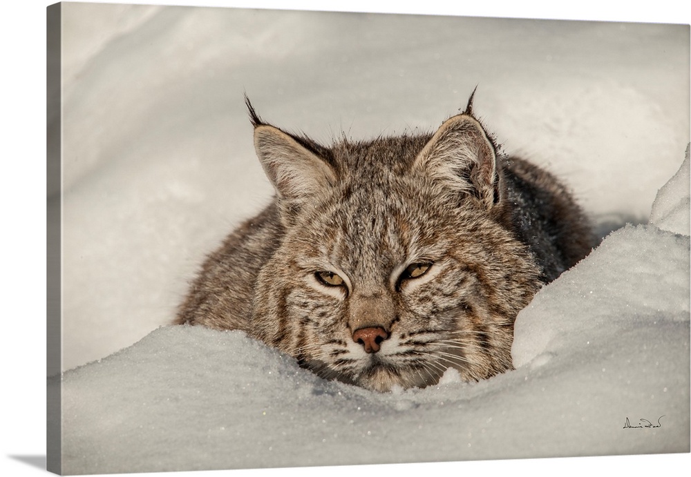 Juvenile bobcat (Lynx rufus) posing in the snow, Bozeman, Montana, USA.