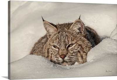 Bobcat Bedded Down In Fresh Snow