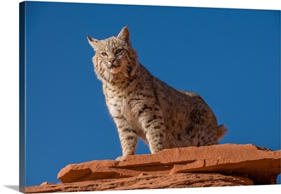 Bobcat On Sandstone Shelf In Monument Valley