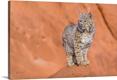 Bobcat Posing In Monument Valley