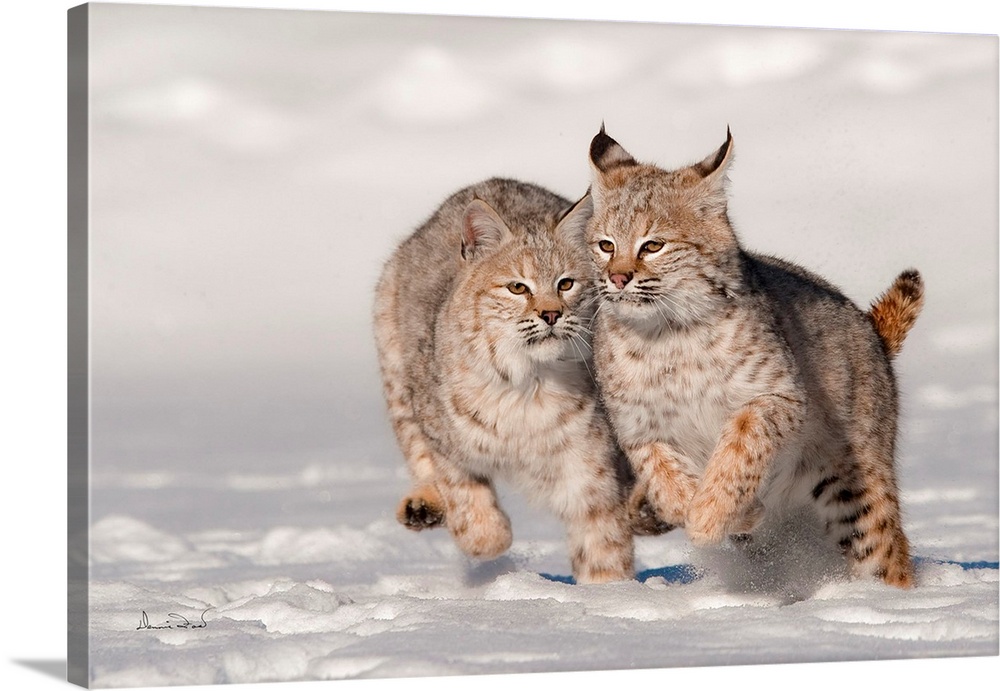 Juvenile bobcat (Lynx rufus) siblings racing in the snow, Bozeman, Montana, USA.