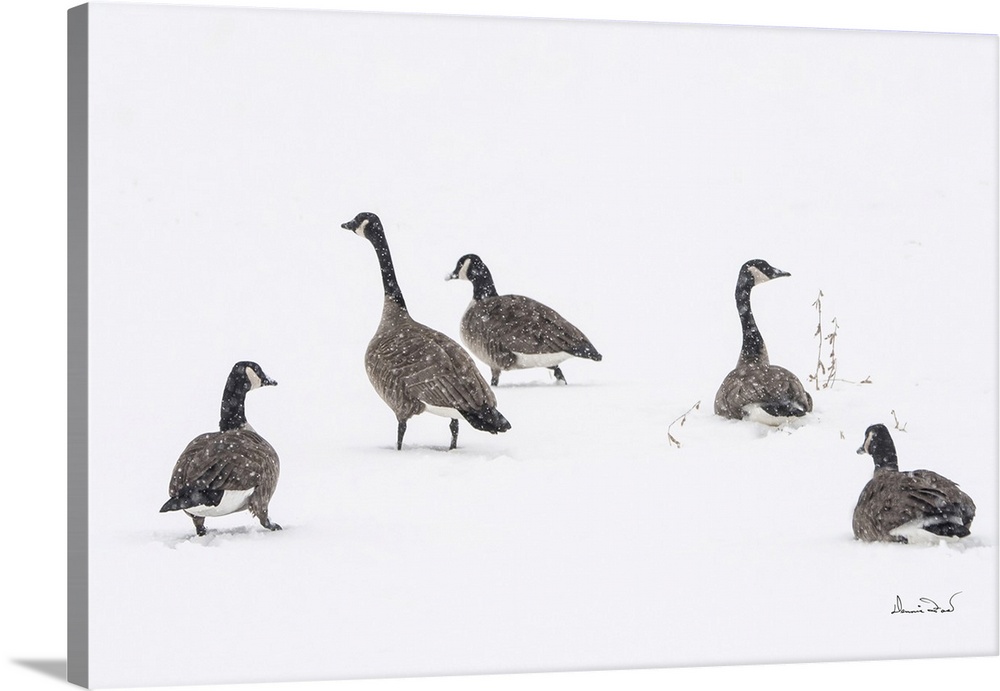 Canada geese resting in a snowstorm and fog in Ontario, Canada.