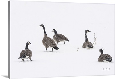 Canada Geese In A Snowstorm In Ontario, Canada