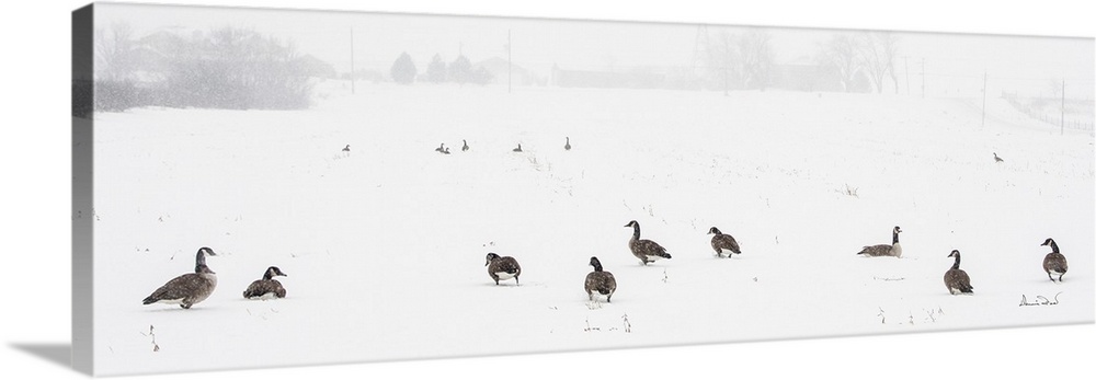 Canada Geese waiting out a snowstorm in a snowy field, Southern Ontario, Canada.