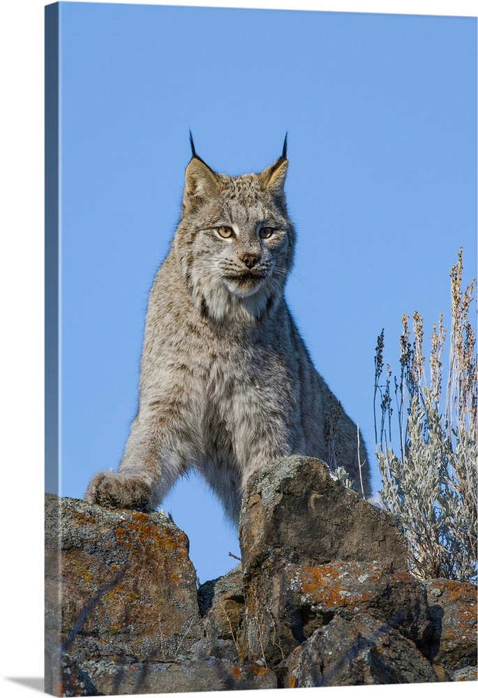 Captive Canada lynx (Lynx canadensis) posing on rocks, Bozeman, Montana, USA.