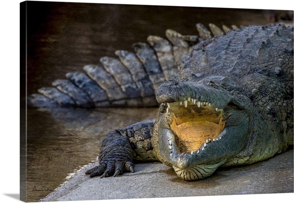 Crocodile resting in Gatorland, Orlando, Florida.