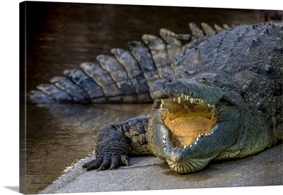 Crocodile In Gatorland, Orlando, Florida
