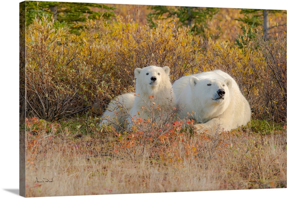 Polar Bear (Ursus maritimus) mother and cub near the  Hudson Bay Coast, Manitoba, Canada, bonding in a gorgeous Fall setting.