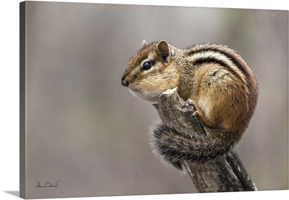 Eastern chipmunk chirping its morning song.