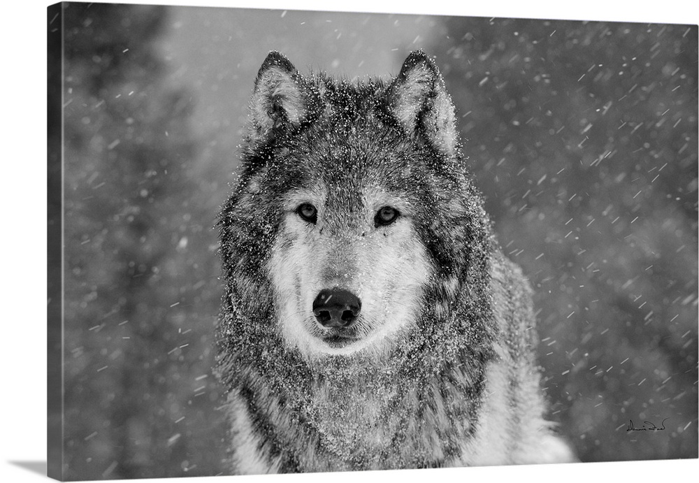 Black & White of captive Grey Wolf (Canis lupus)  posing in its environment during a snow squall.
