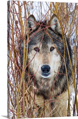 Gray Wolf Staring Cautiously