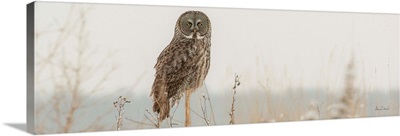 Great Gray Owl Hunting From A Post