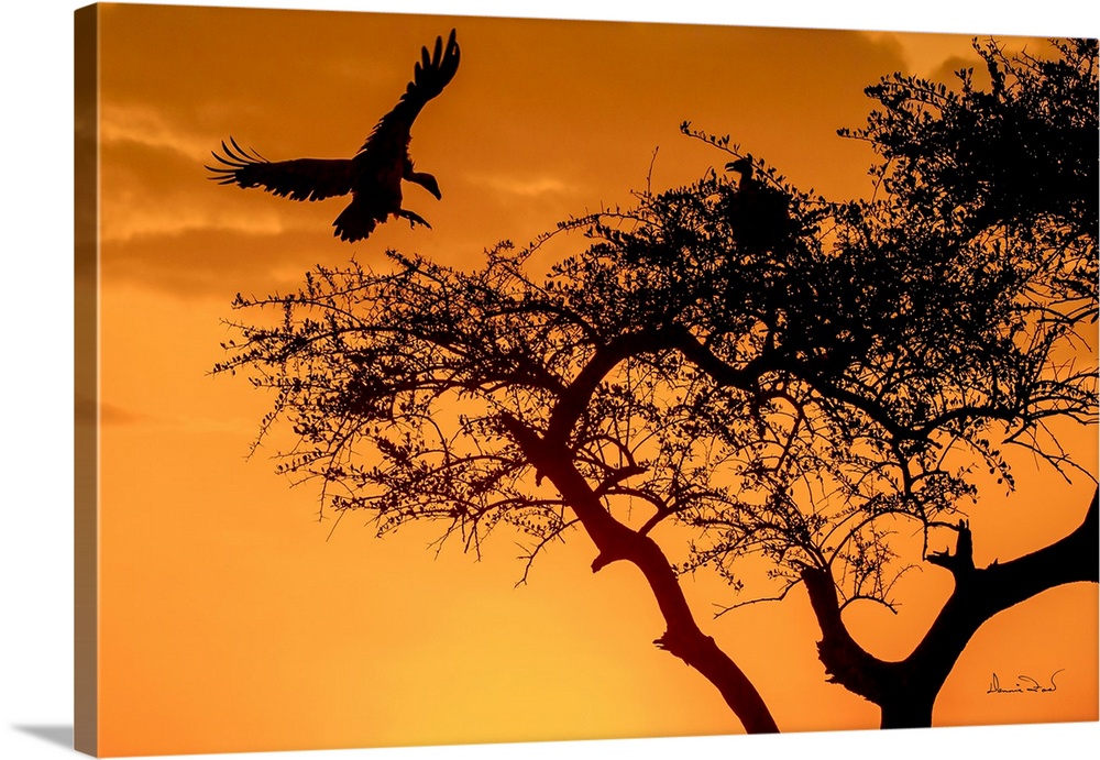 Griffon vultures landing at sunset  to roost for the night in the Masai Mara, Kenya, Africa.