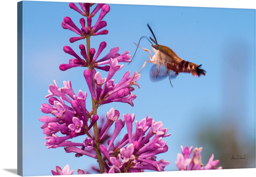 Clearwing Moth (Hemaris thysbe) also called Hummingbird Moth feeding on pink lilac blossoms.