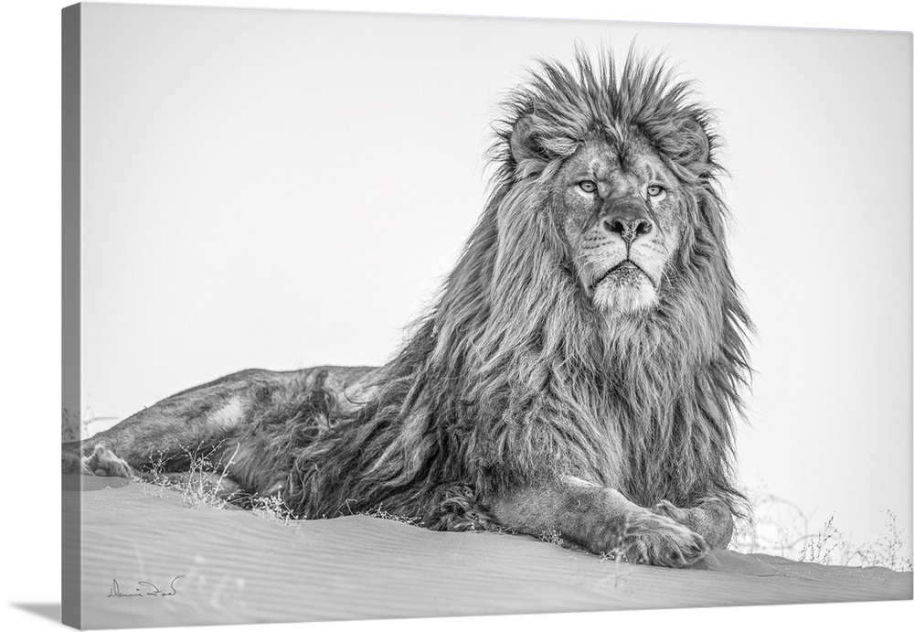 Barbary Lion With Approaching Snow Storm Wall Art, Canvas Prints